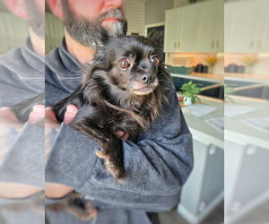 *Havana Vacation -- SPICY - Female Chihuahua Dog for Adoption - Photo #3