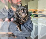 Small #2 Chihuahua