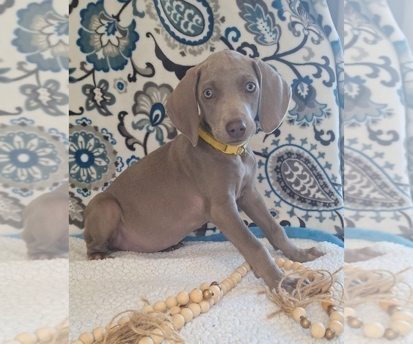 Medium Photo #1 Weimaraner Puppy For Sale in LEWISBURG, KY, USA