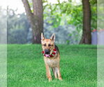 Small #1 German Shepherd Dog Mix