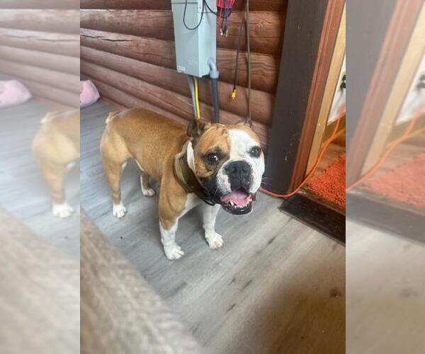 Medium Photo #2 Bulldog-Unknown Mix Puppy For Sale in Jackson Township, NJ, USA