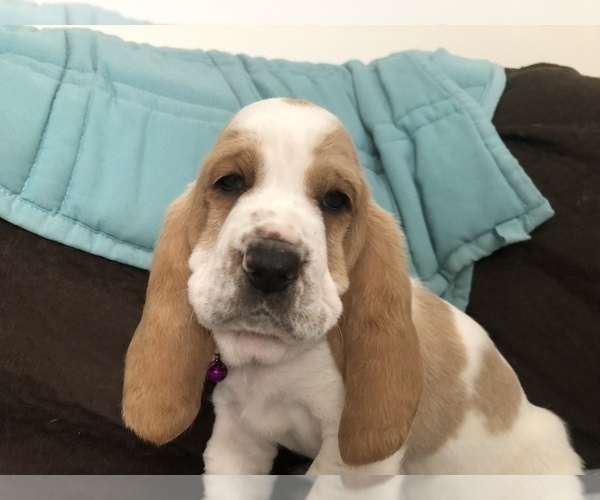 Medium Photo #7 Basset Hound Puppy For Sale in SAGINAW, MI, USA