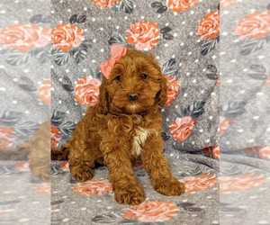 Cavapoo Puppy for sale in KIRKWOOD, PA, USA