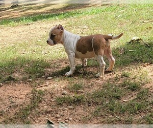 American Bully Puppy for sale in GAFFNEY, SC, USA
