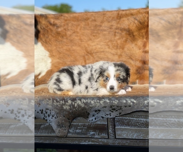 Medium Photo #15 Australian Shepherd Puppy For Sale in WESLEY CHAPEL, FL, USA