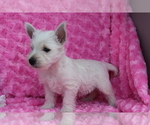 Small Photo #3 West Highland White Terrier Puppy For Sale in SHILOH, OH, USA