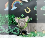 Small Photo #9 French Bulldog Puppy For Sale in BELLVILLE, TX, USA