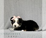 Small #4 Miniature American Shepherd-Miniature Australian Shepherd Mix