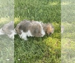 Small Photo #13 Lhasa-Poo Puppy For Sale in CANOGA, NY, USA