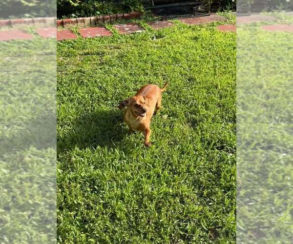 Medium Photo #5 Chiweenie Puppy For Sale in Plantation, FL, USA