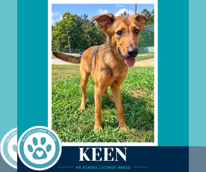 Keen 100326 - Male Mutt Dog for Adoption - Photo #3