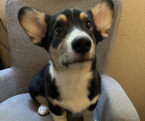 Pembroke Welsh Corgi Puppy for sale in CITRUS HEIGHTS, CA, USA