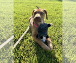 Small #3 Mutt