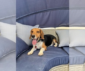 Beagle Dogs for adoption in Las Vegas, NV, USA