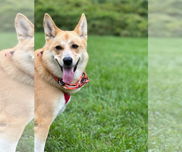 Medium Photo #2 Mutt Puppy For Sale in Morganville, NJ, USA