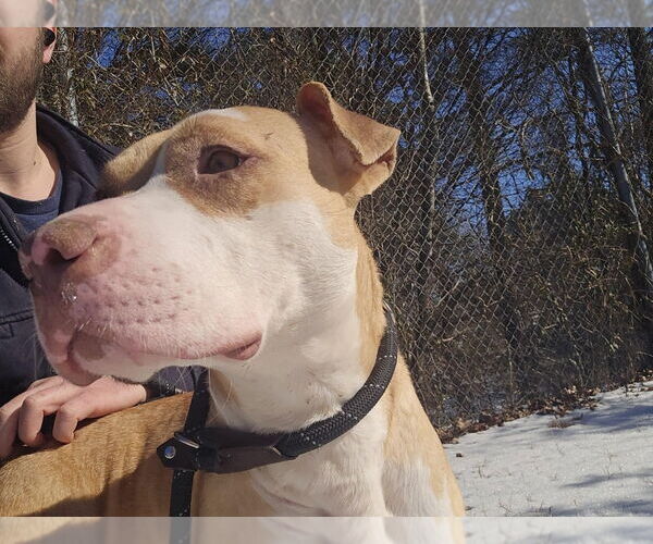 Medium Photo #7 Mutt Puppy For Sale in Glen Allen, VA, USA