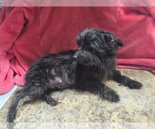 Medium Photo #1 Yorkshire Terrier Puppy For Sale in ALEXANDRIA, IN, USA