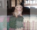 Small Photo #12 Dachshund Puppy For Sale in HAMILTON, MO, USA