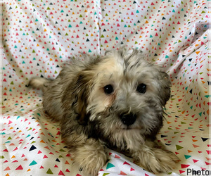 Poovanese Puppy for sale in AMSTERDAM, MO, USA