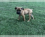 Puppy Puppy 2 Cane Corso
