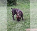 Small #3 Cane Corso