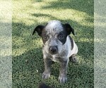 Small Photo #13 Australian Cattle Dog Puppy For Sale in BRIGGSDALE, CO, USA