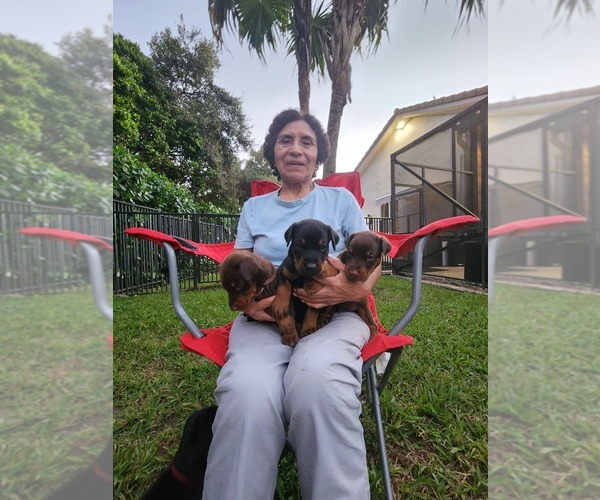 Medium Photo #66 Doberman Pinscher Puppy For Sale in FORT LAUDERDALE, FL, USA
