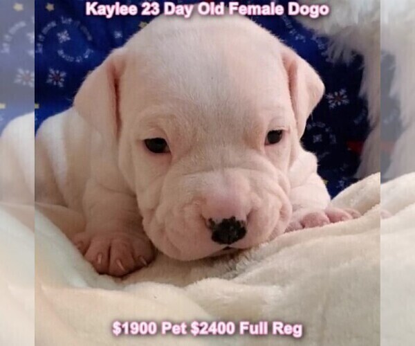 Medium Photo #29 Dogo Argentino Puppy For Sale in JANE, MO, USA