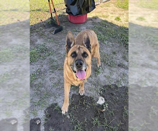 Medium Photo #4 German Shepherd Dog-Unknown Mix Puppy For Sale in Ocala, FL, USA