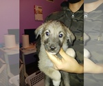 Small Photo #2 German Shepherd Dog-Golden Pyrenees Mix Puppy For Sale in CHICAGO, IL, USA