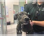 FRED - Male American Pit Bull Terrier-Unknown Mix Dog for Adoption - Small photo