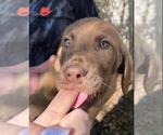 Small Photo #5 Chesapeake Bay Retriever Puppy For Sale in BROWNS VALLEY, CA, USA