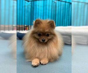 Mother of the Pomeranian puppies born on 08/02/2021