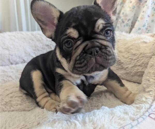 Medium Photo #1 French Bulldog Puppy For Sale in CONROE, TX, USA