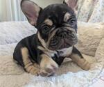 Puppy Bon Bon French Bulldog
