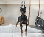Small #8 Doberman Pinscher
