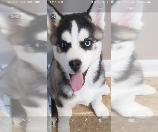 Medium Photo #1 Siberian Husky Puppy For Sale in FREELAND, MI, USA
