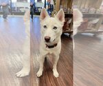 Small Photo #6 Siberian Husky Puppy For Sale in Carrollton, TX, USA