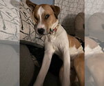 Small #6 American Pit Bull Terrier Mix