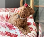 Small #3 Goldendoodle (Miniature)