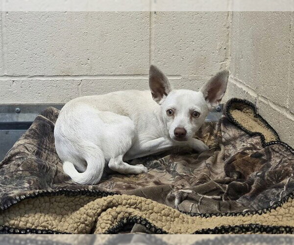 Medium Photo #1 Chihuahua Puppy For Sale in Martinez, CA, USA