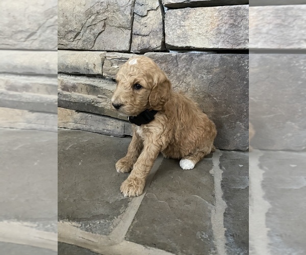 Medium Photo #2 Poodle (Standard) Puppy For Sale in LOGAN, UT, USA