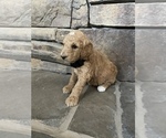 Small Photo #2 Poodle (Standard) Puppy For Sale in LOGAN, UT, USA
