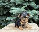 Small #1 Yorkshire Terrier