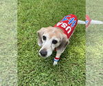 Small #1 Beagle