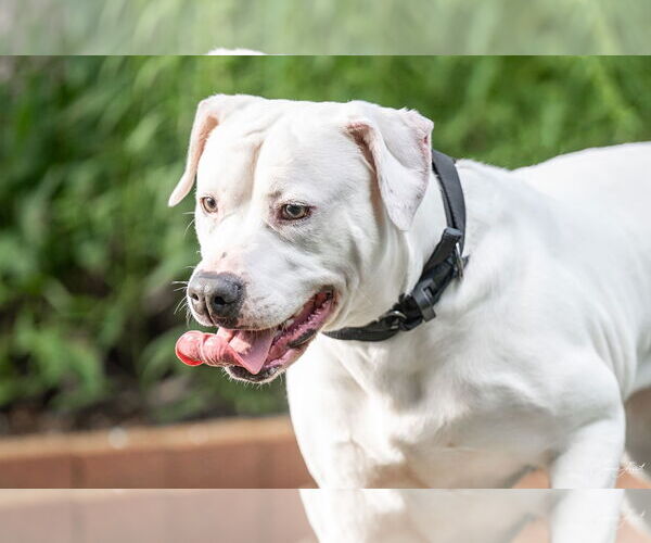 Medium Photo #8 American Staffordshire Terrier-Unknown Mix Puppy For Sale in Holly Springs, NC, USA