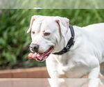 Small #7 American Staffordshire Terrier Mix