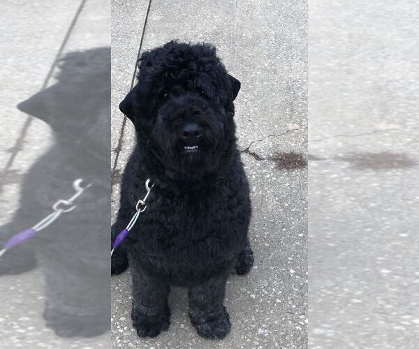 Medium Photo #4 Bouvier Des Flandres-Poodle (Standard) Mix Puppy For Sale in LIMA, OH, USA