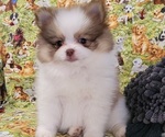 Small #2 Pomeranian