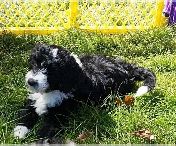 Medium Photo #3 Aussiedoodle Puppy For Sale in NORTH EAST, MD, USA